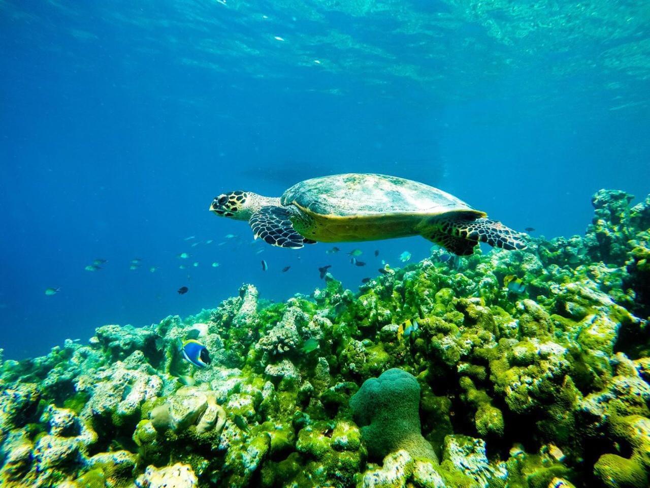 Old Town Inn Maldives Gaafaru Zewnętrze zdjęcie